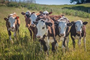 consommation de viande