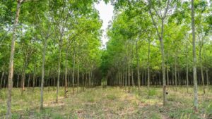 plantation enregie renouvelable