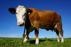literie vegan cuir