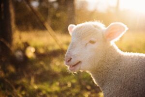 literie vegan laine