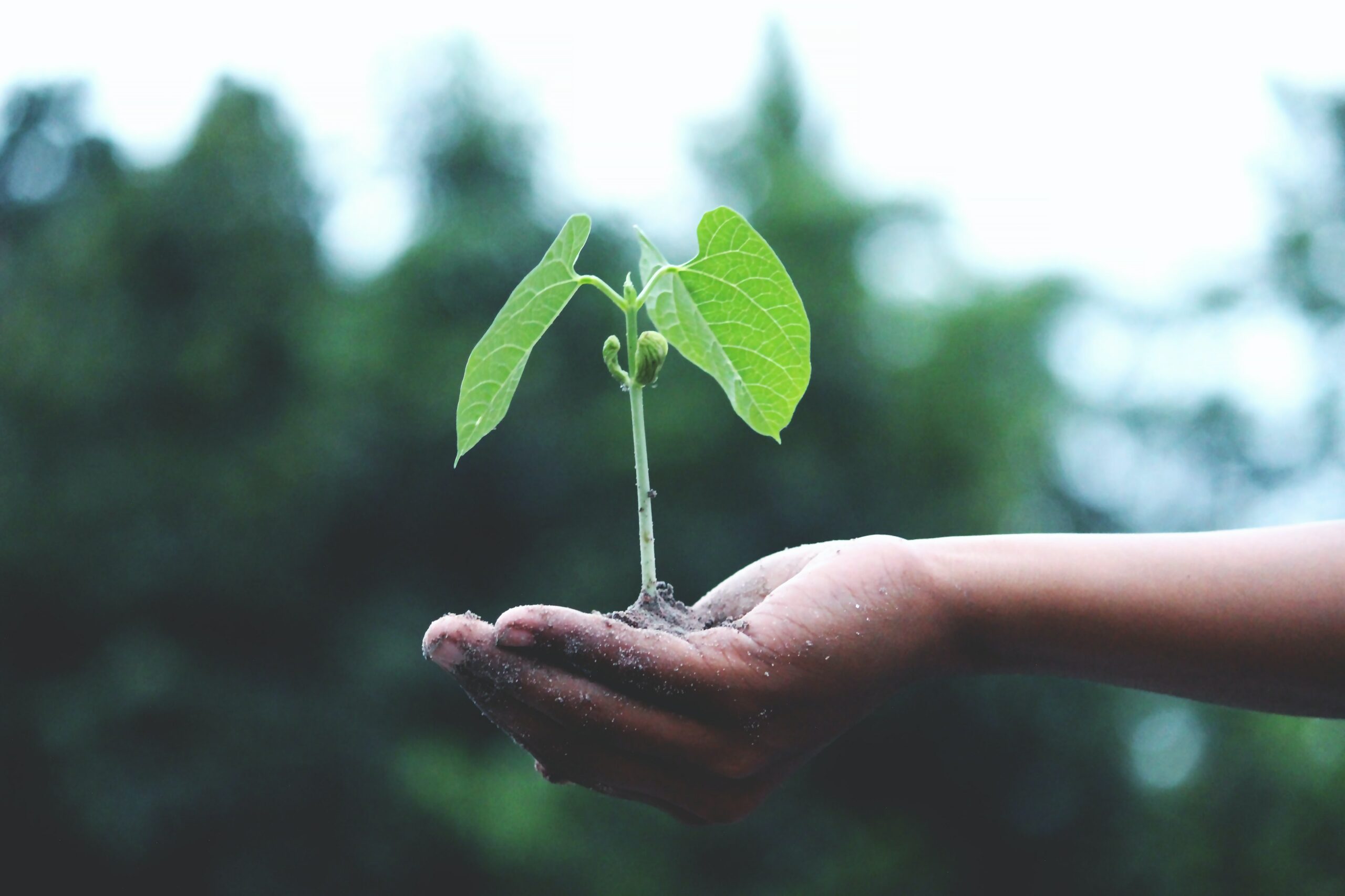 arbre a planter